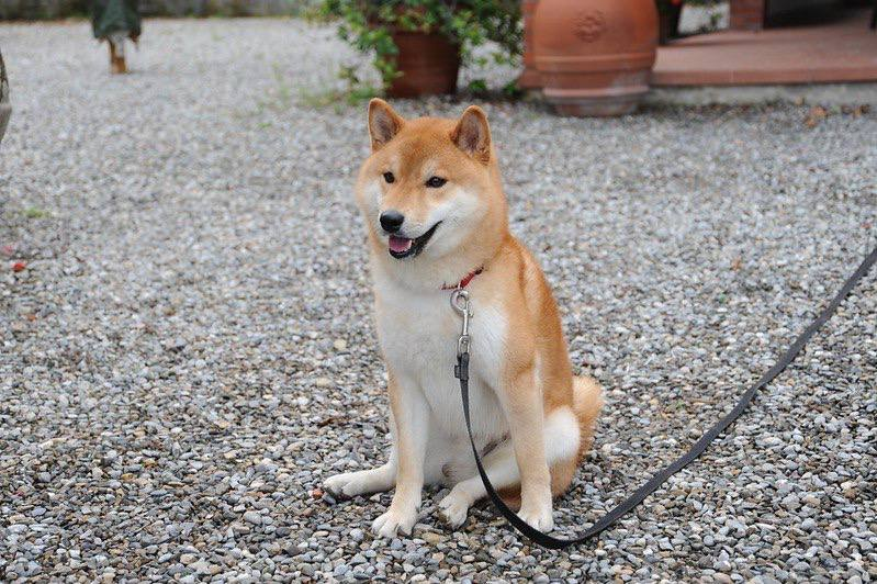 $SHIB once scraped along under a $100K market cap.
Today it’s a household ticker.

$TAIKI is the face that inspired that entire run - the image every $SHIB holder has already seen but never given credit for.

Back to the source. Back to the Shiba that started it all.

The