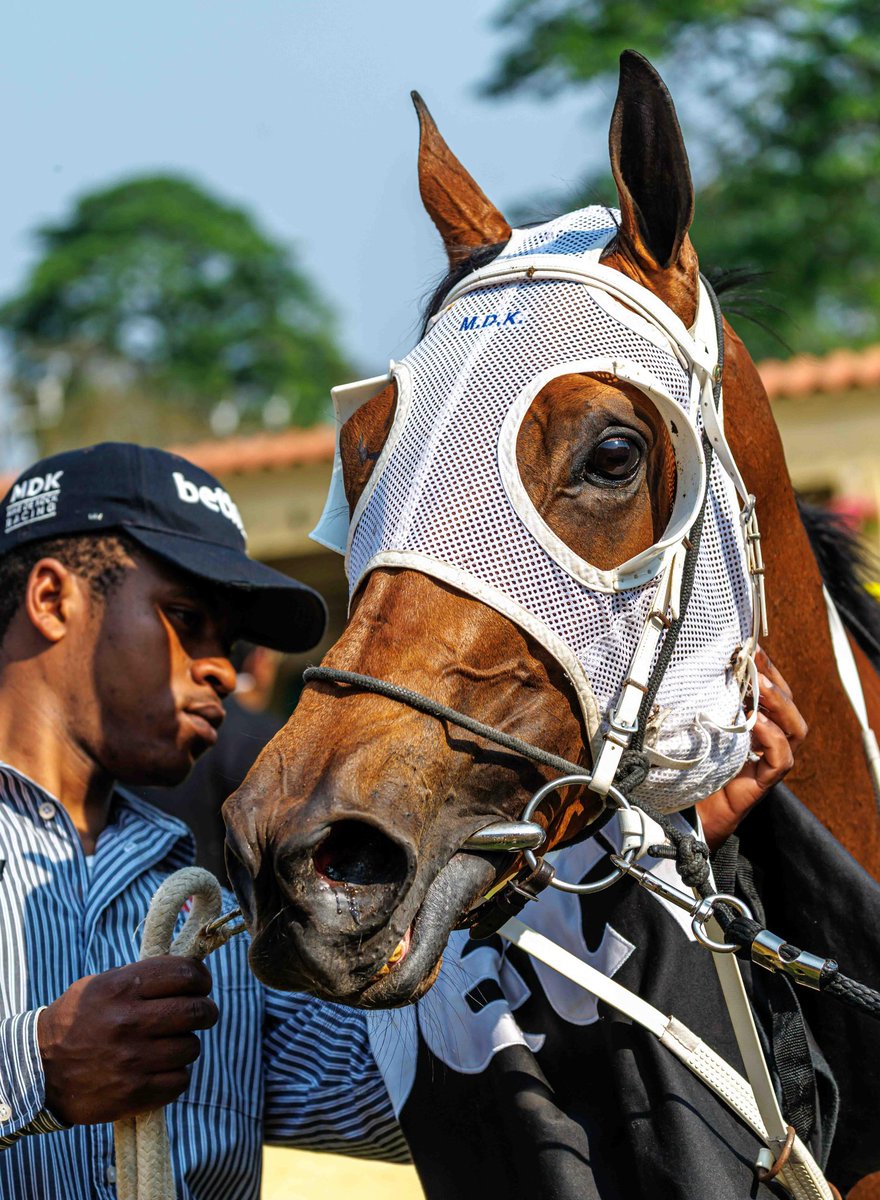 Di de Kock (@safgirl2) on Twitter photo Thrilled for my Sparkling Jubilee’s good win. Well ridden by Craig Zackey. Well done to my partner Chris Haynes. Thanks to my husband for training her to win 5 races in her career. Bittersweet as she goes on sale Tuesday. <a href="/CandiesePhoto/">Candiese Lenferna</a> Thrilled for my Sparkling Jubilee’s good win. Well ridden by Craig Zackey. Well done to my partner Chris Haynes. Thanks to my husband for training her to win 5 races in her career. Bittersweet as she goes on sale Tuesday. <a href="/CandiesePhoto/">Candiese Lenferna</a>