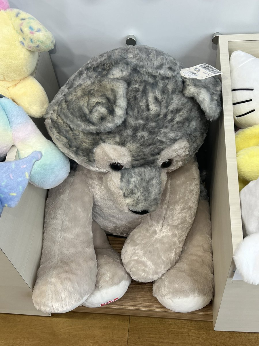 kevantan_11's tweet image. One happy wolfy boy finally got a Build-A-Bear Jumbo Wolf pup plush

See the video on how I got it: youtu.be/SJTodIjiChA

#wolfplush #wolf #wolfpup #plush #plushie #stuffedanimal #stuffed #giantwolfplush #jumbowolfplush #buildabear #jumboplush #bigplush #giantplush #bab #owo