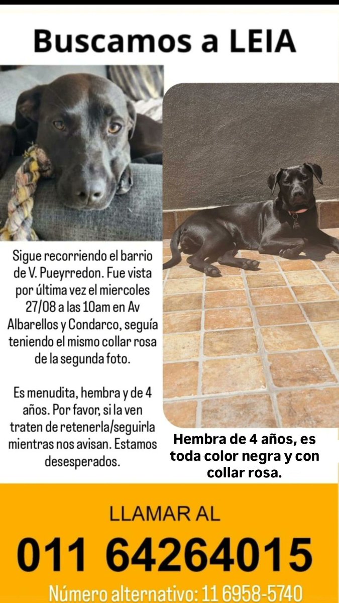 No era Leia. El perrito encontrado ayer es Marmolado y la mía es toda negra. Sigo sin entender cómo alguien se puede confundir tanto, pero prefiero gastar mis energías en seguirla buscando, les pido nuevamente que sigamos difundiendola, estoy muerta en vida.