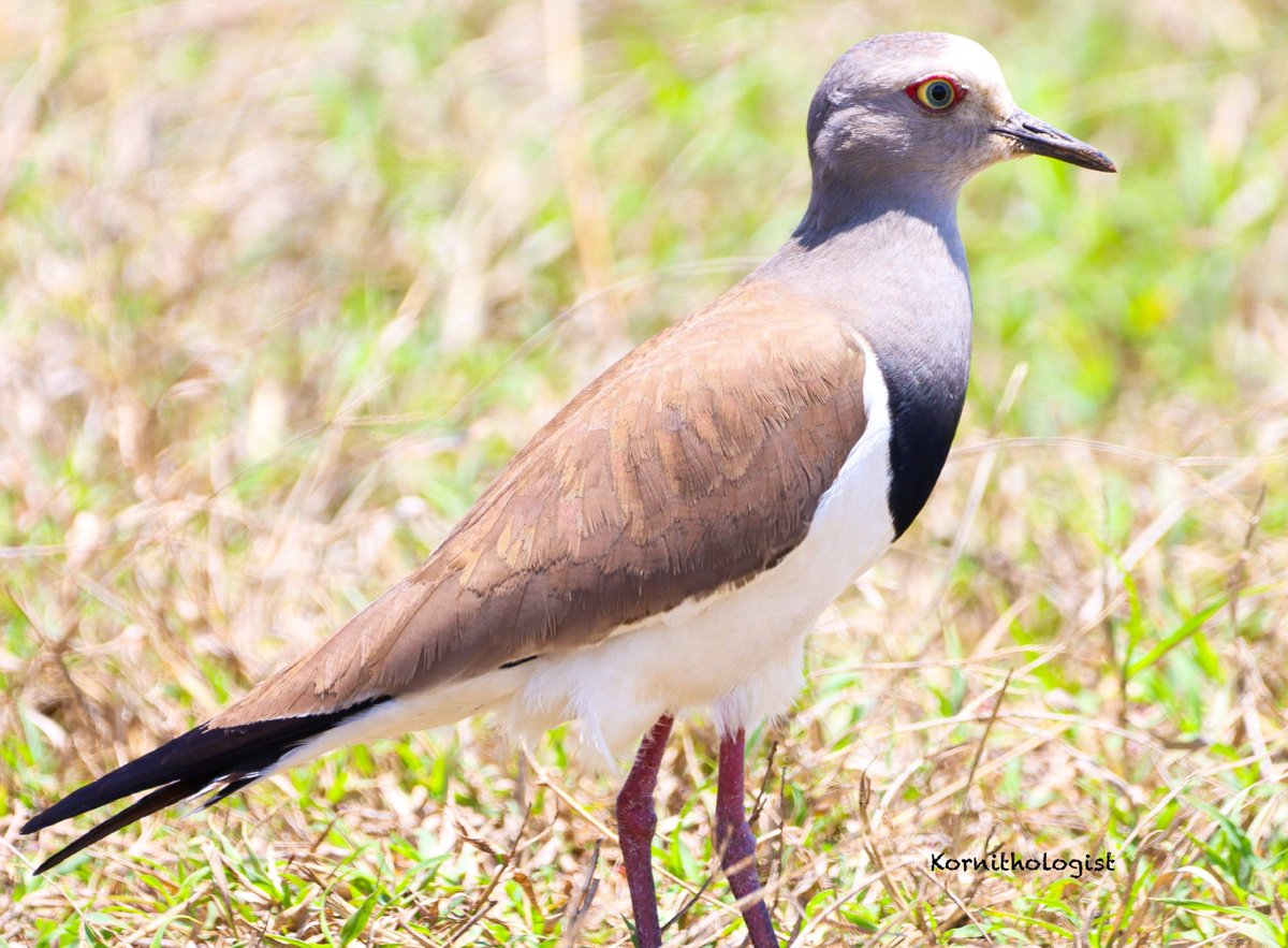 KOrnithologist's tweet photo. The Black-winged Lapwing seen in Laikipia county #BirdsSeenIn2025 #BirdsOfTwitter https://t.co/ypUjdoXhm0