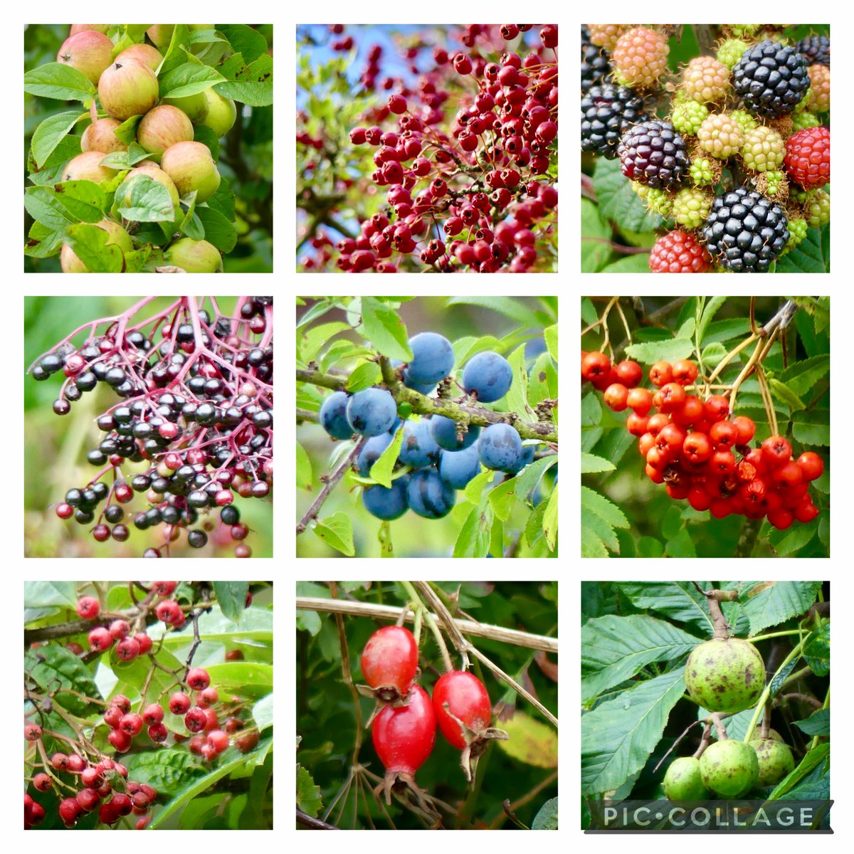Hedgerow #fruit for this week’s #WildflowerHour challenge. Apple, hawthorn, bramble, elder, plum, rowan, cotoneaster, rose, horse chestnut.
Co. Derry