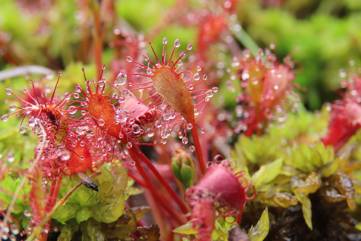 donnarainey4's tweet image. Several Sundew species in a wonderful bog, #Mayo #wildflowerhour