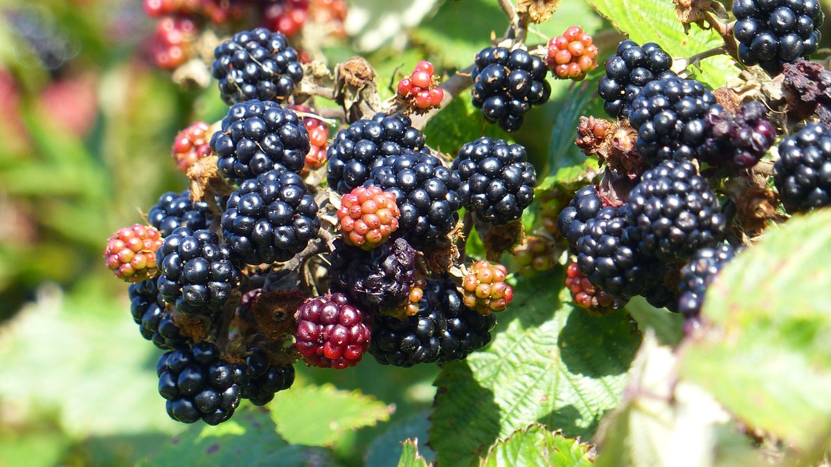 Irene Boston tweet media