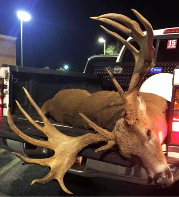 Deer? Moose? What's your verdict?