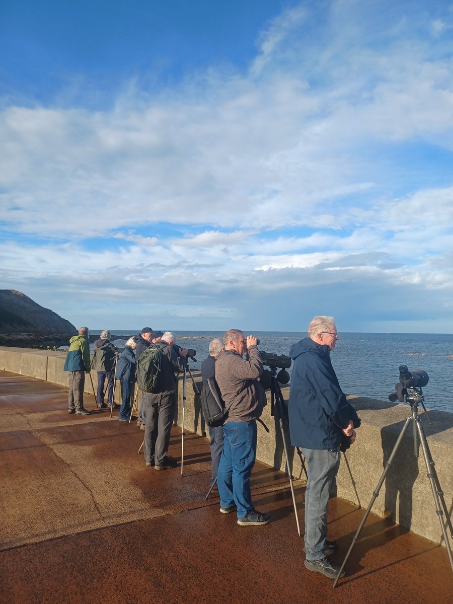 Long Nab Birder🇺🇦 (@addeynick) on Twitter photo Scarborough Birders meeting at Scalby Mills this eve. Highlight an adult Roseate Tern lingering followed by 🍺🍺s !
<a href="/nybirdnews/">NorthYorksBirdNews</a> Scarborough Birders meeting at Scalby Mills this eve. Highlight an adult Roseate Tern lingering followed by 🍺🍺s !
<a href="/nybirdnews/">NorthYorksBirdNews</a>