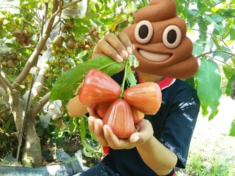 rokoksurya1688's tweet photo. Nature will give you sweet fruits, as sweet as you look after them and care for them sincerely. just like the @oshitio community, anyone who does good has the right to get $SHIT .
#SHIT 
#memecoin 
#Web3Community 
#SHITCommunity https://t.co/w2i75kdeeI
