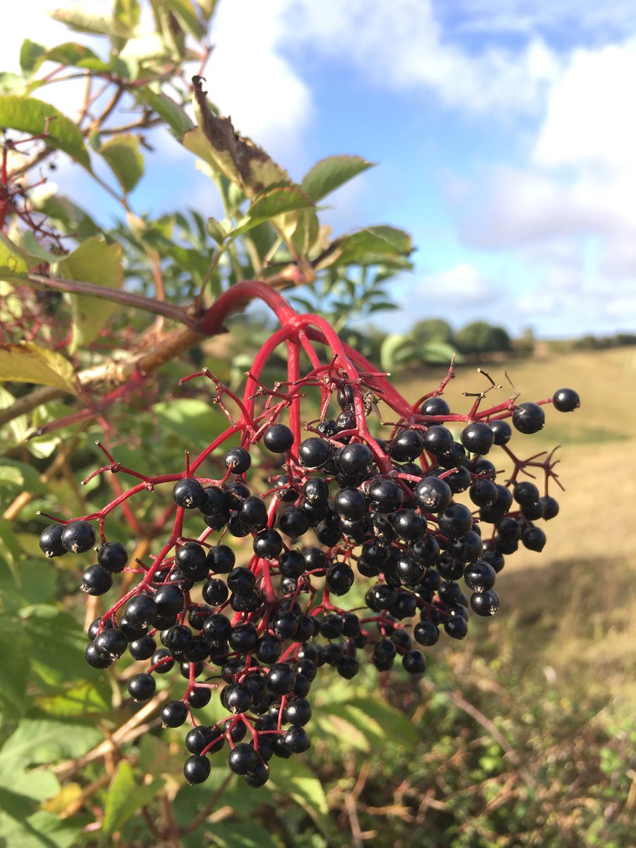 Tim Osborne (@timosbo44735565) on Twitter photo Sloes, Hips, Haws and Elderberries all looking magnificent this autumn for <a href="/wildflower_hour/">wildflowerhour</a> #Berries in North Wilts. <a href="/BSBIbotany/">BSBI: Botanical Society of Britain & Ireland</a> <a href="/WiltsWildlife/">Wilts Wildlife Trust</a> Sloes, Hips, Haws and Elderberries all looking magnificent this autumn for <a href="/wildflower_hour/">wildflowerhour</a> #Berries in North Wilts. <a href="/BSBIbotany/">BSBI: Botanical Society of Britain & Ireland</a> <a href="/WiltsWildlife/">Wilts Wildlife Trust</a>