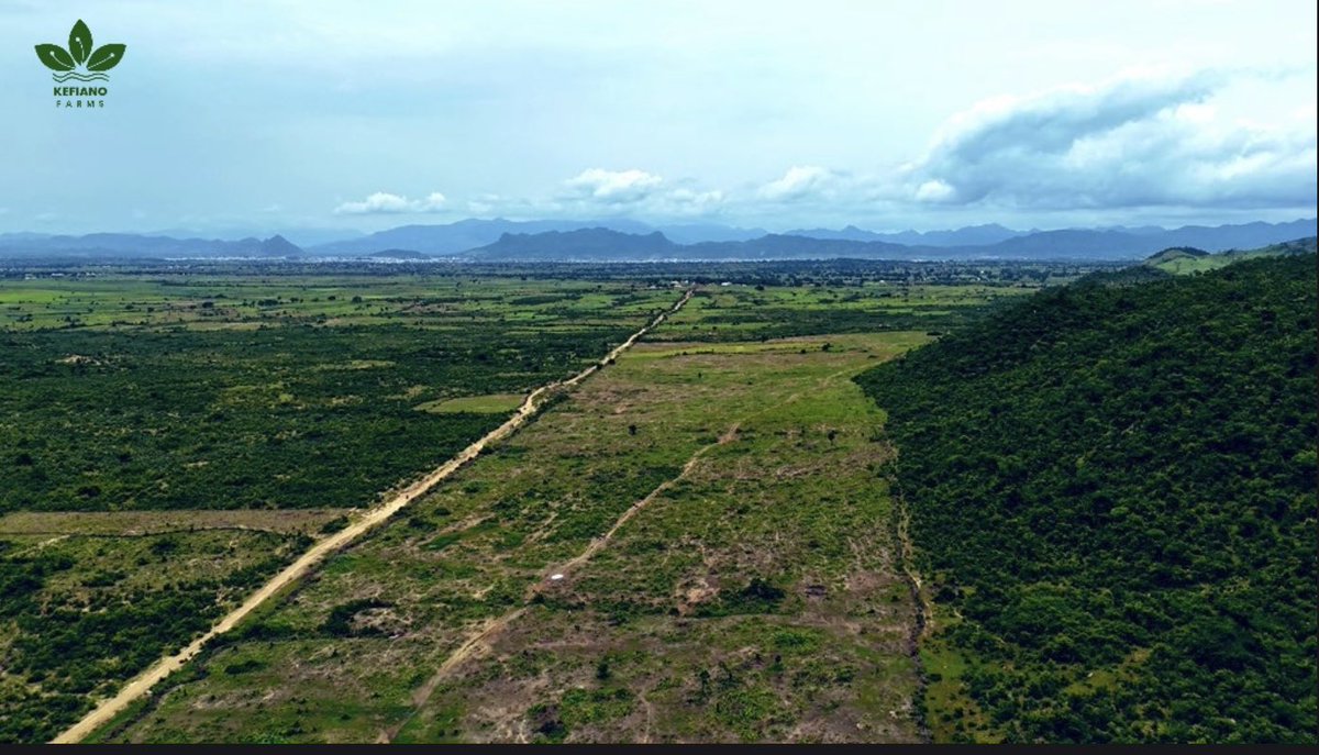 Can we Just accept right now that <a href="/KefianoKefas/">Kefiano Wungak Ropshik</a> is the BIGGEST and the YOUNGEST farmer in the plateau and the middle belt .
📸 <a href="/KefianoFarms/">Kefiano Farms</a>