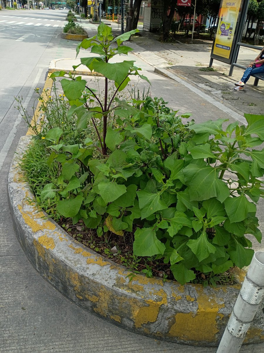 Las jardineras de la ciclovía en Av. Patriotismo, CDMX, no están conectadas con el subsuelo, pero al mínimo tienen un drenaje para evitar que se inunden. ¡Y en estos días se pusieron hermosas! 😍😍 Con una increíble biodiversidad de plantas silvestres. Ojalá nunca las poden. 🥹