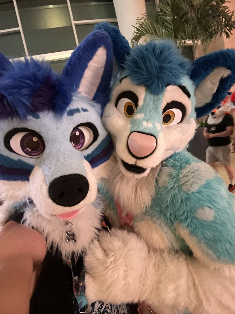 Found a cute husky 🩵