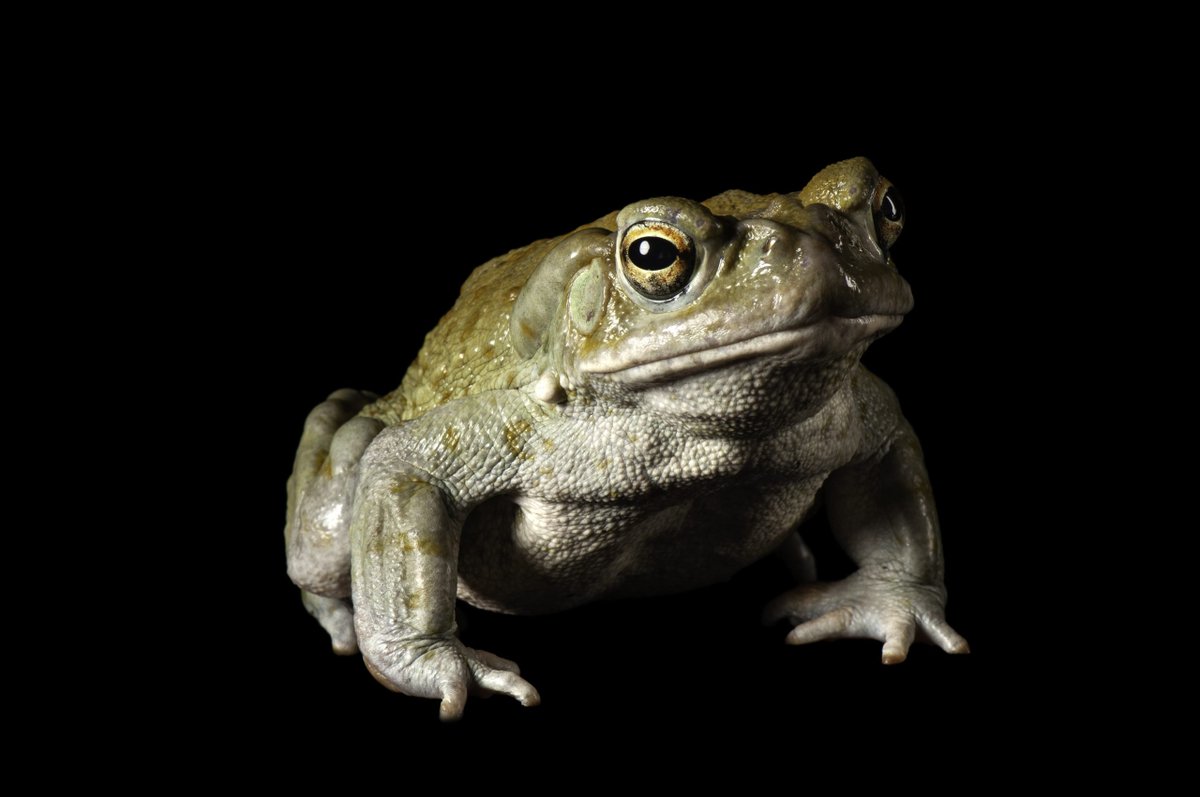Bufo Alvarius toad illustration