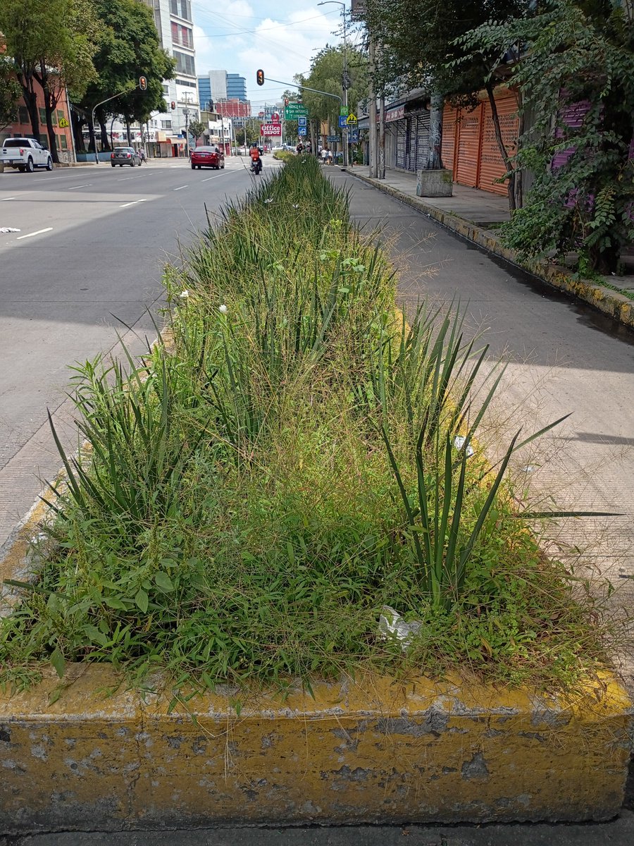 JunglaUrbana CDMX (@jungla_cdmx) on Twitter photo Viendo esta belleza, propongo que la <a href="/SEDEMA_CDMX/">Secretaría del Medio Ambiente</a> y <a href="/SOBSECDMX/">Secretaría de Obras y Servicios CDMX</a> deberían trabajar más con semillas. ¿Por qué no simplemente dispersar semillas de trompetillas, toloache, salvias, tagetes, Dahlias coccinea etc. en estos espacios con tierra sin profundidad y después dejarlos en paz? Viendo esta belleza, propongo que la <a href="/SEDEMA_CDMX/">Secretaría del Medio Ambiente</a> y <a href="/SOBSECDMX/">Secretaría de Obras y Servicios CDMX</a> deberían trabajar más con semillas. ¿Por qué no simplemente dispersar semillas de trompetillas, toloache, salvias, tagetes, Dahlias coccinea etc. en estos espacios con tierra sin profundidad y después dejarlos en paz?