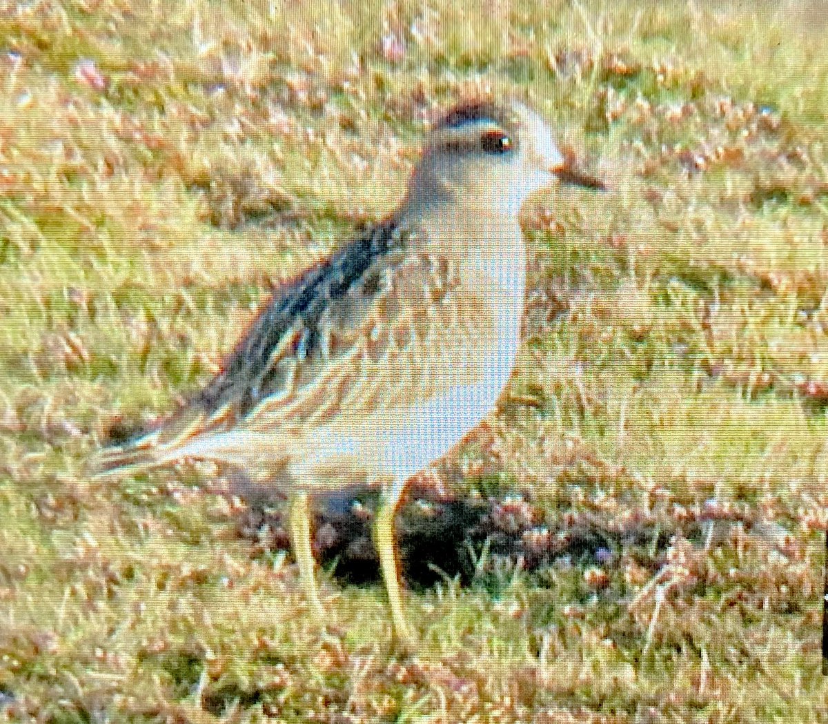 alpine_swift_'s tweet image. No sign of the Buff-breasted Sand today as some sheep decided to run at it after George found it! Hopefully it sticks around so we can see it. 

But great compensation in the form of the lovely juv Dotterel. 

Other highlights from today being Wryneck, Green and Curlew Sands.