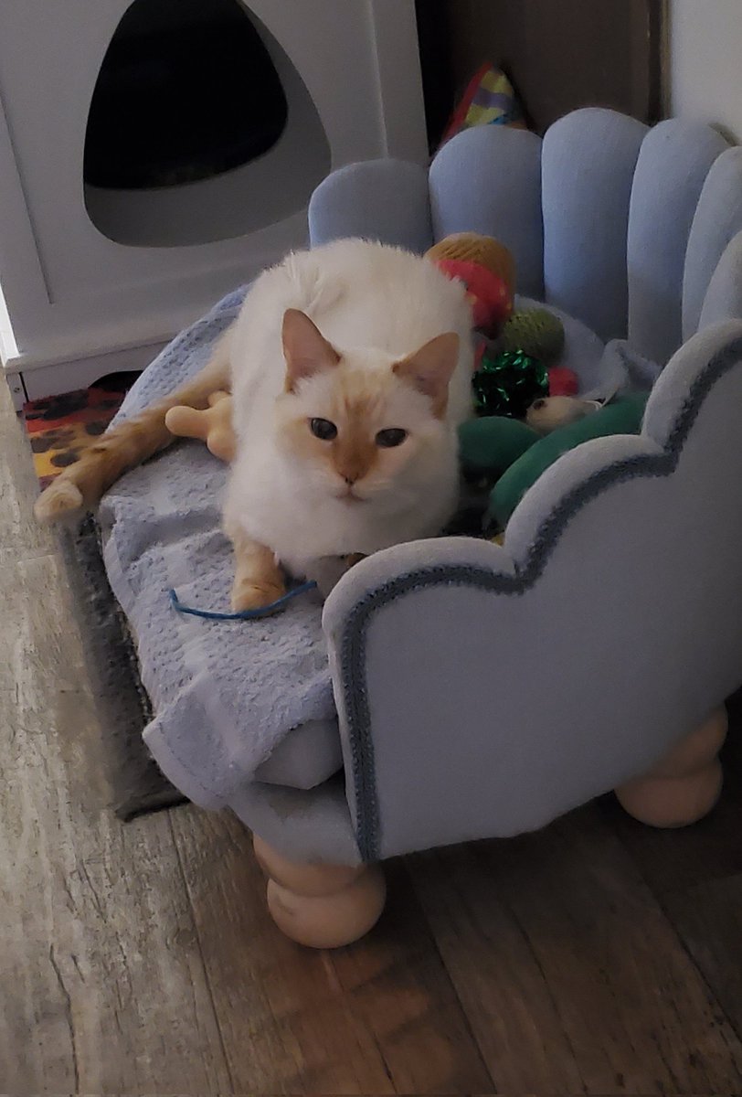 paupoljr's tweet photo. Pisadora enjoying the cat couch made by @deekizzle https://t.co/3Vb0DvIHpN