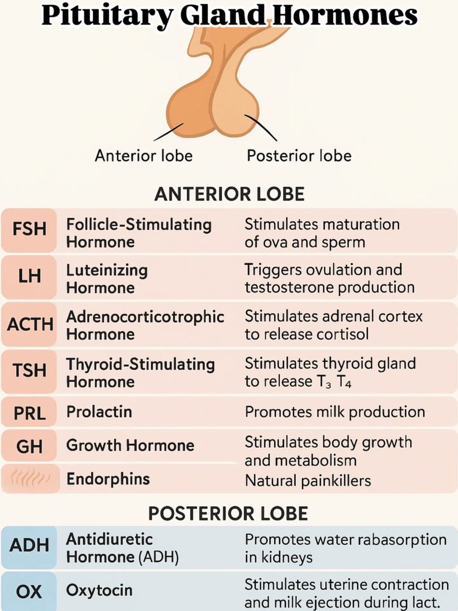 Pituitary Hormones Anterior And Posterior