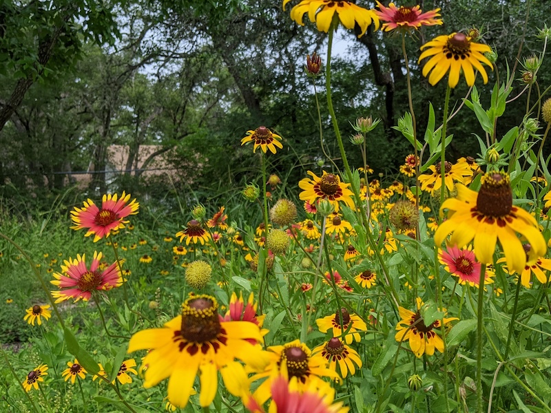 Time to unlawn! Get rid of that dead zone and plant native shrubs, tall grasses and wildflowers.The Earth and the billions who depend on it will thank you.  mothering-earth.com #unlawn #nativeplants #Biodiversity