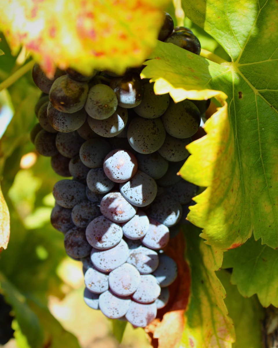 vitipeps's tweet image. 🍇Après des mois de travail dans les vignes, de taille en hiver aux soins attentifs tout au long des saisons, voici venu le moment le plus attendu : les #vendanges.

#Vitipeps #pepiniereviticole #plantsdevigne #plantfrancais #madeinfrance #vinfrançais #Vineplant #frenchvineplant