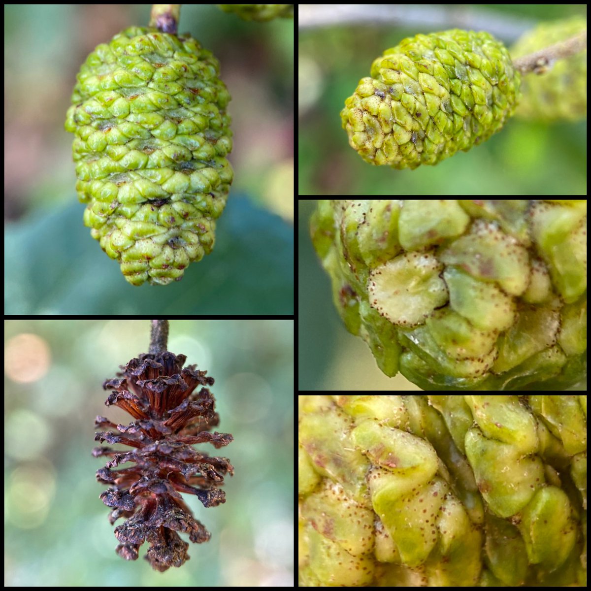 The weird cone-like fruits of the Alder (known as strobiles) #fruits #wildflowerhour <a href="/wildflower_hour/">wildflowerhour</a>