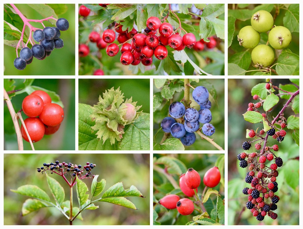 From rustling hazel copse and tangled dell,      “Farewell, sweet Summer,
Fragrant, fruity Summer,
Sweet, farewell!”
- George Arnold (1834-1865).

Berries, fruits and nuts photographed this afternoon for #WildflowerHour. #fruits