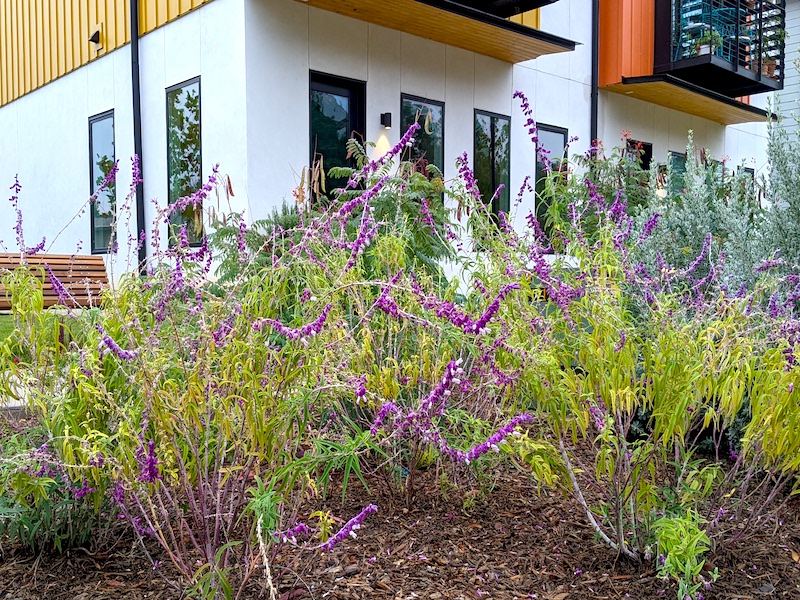 Save the Earth's environment by killing your lawn. Plant native shrubs, tall grasses &amp; wildflowers instead. mothering-earth.com #unlawn #lawns #Biodiversity #nativeplants #tallgrasses #Ecosystem