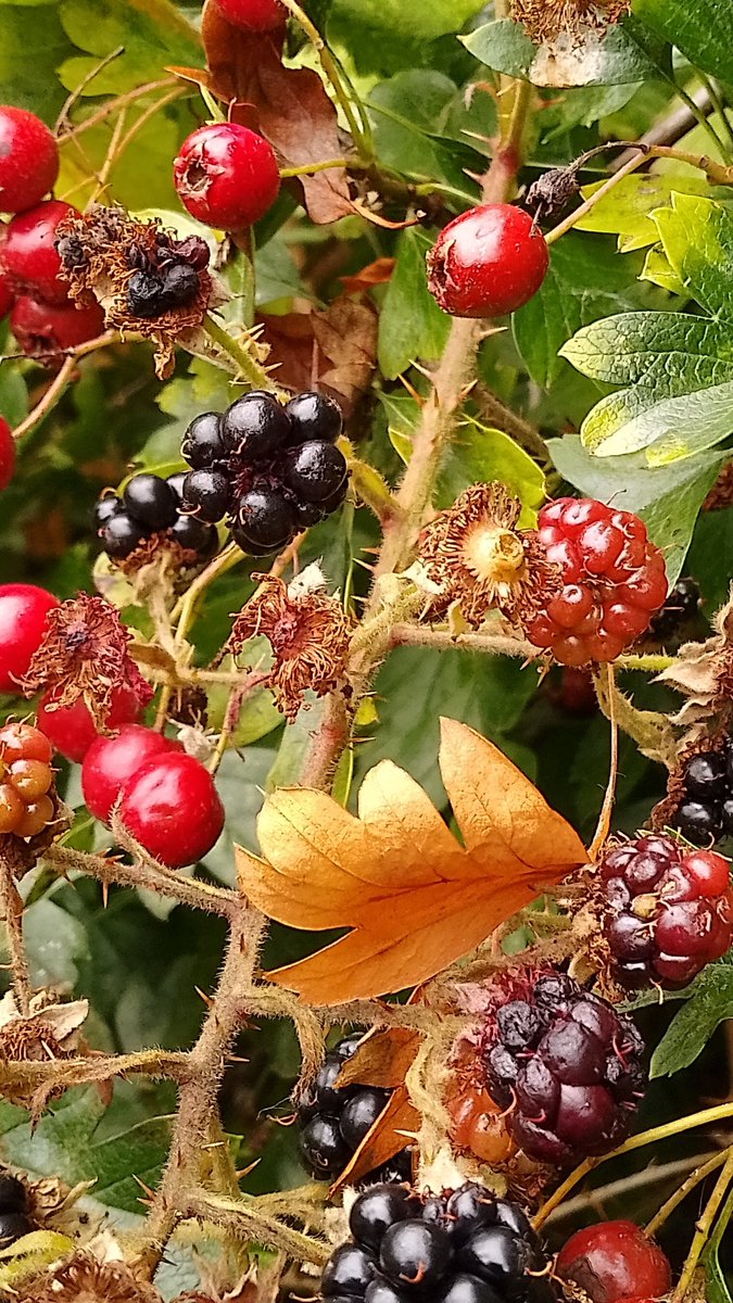 #Wildflowerhour #Fruits from #Lancashire yesterday, blackberries in rich shades of red and black with hawthorn berries too. <a href="/wildflower_hour/">wildflowerhour</a> <a href="/BSBIbotany/">BSBI: Botanical Society of Britain & Ireland</a>