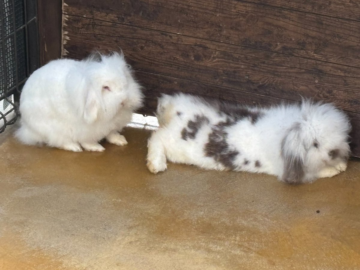 ぷるぷるな子カバと
ボサボサのうさぎ🐰

神戸どうぶつ王国はじめてで楽しかった……！

家族と出かけるの、いいですね〜🙂‍↕️