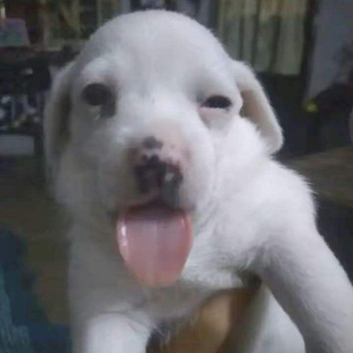 hello my goobie oomfs i hope everyone is dandy <3 i’m super ia i know and i have no reason for it, i just am, but ily all super duper ^_^