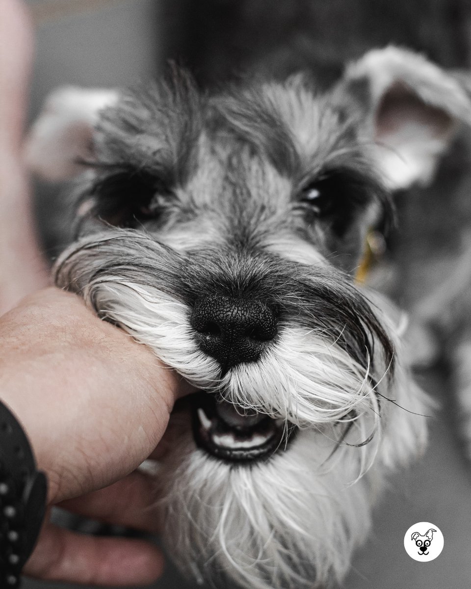 thesopawsome's tweet image. Protecting their pack with unwavering loyalty. 💖 #LoyalSchnauzer #PackProtection #MiniSchnauzerLife #DogLoyalty #SchnauzerNation