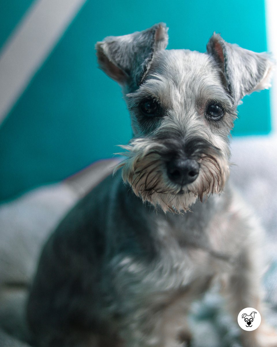 thesopawsome's tweet image. Protecting their pack with unwavering loyalty. 💖 #LoyalSchnauzer #PackProtection #MiniSchnauzerLife #DogLoyalty #SchnauzerNation