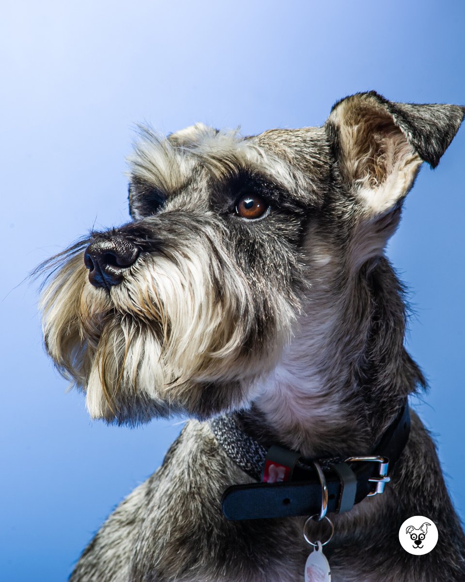 thesopawsome's tweet image. Protecting their pack with unwavering loyalty. 💖 #LoyalSchnauzer #PackProtection #MiniSchnauzerLife #DogLoyalty #SchnauzerNation