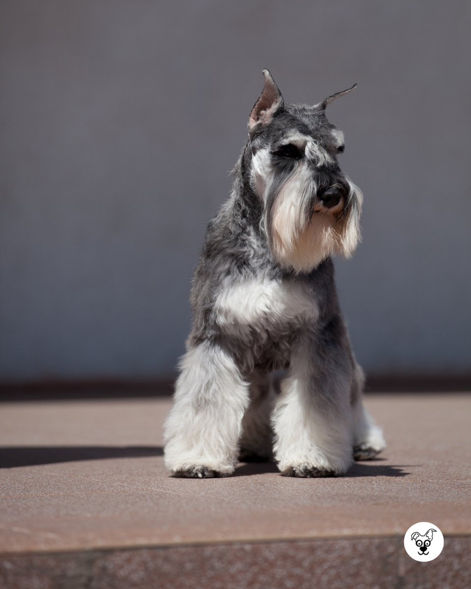 thesopawsome's tweet image. Protecting their pack with unwavering loyalty. 💖 #LoyalSchnauzer #PackProtection #MiniSchnauzerLife #DogLoyalty #SchnauzerNation