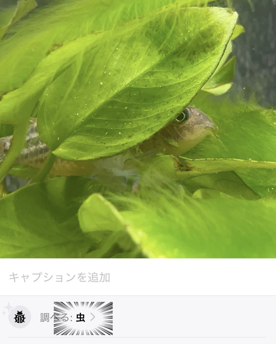 ＿人人人人人人人人人人人＿
＞　　　　　虫　　　　　＜
￣Y^Y^Y^Y^Y^Y^Y^Y^Y￣

アヌビアスさんコケまみれ。。🤔

ナポさんは虫じゃない...🤣w