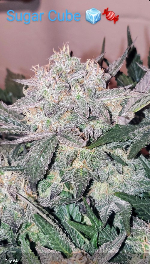 Twisted Tree Autoflowers (@twistedtreeauto) on Twitter photo π¨ SEED GIVEAWAY π¨
One lucky winner will receive two 5pks! Sugar Cube auto, pictured below, and another of your choice!
1β£ Follow, Like, Retweet
2β£ Tag some of your growmies!
Winner will be picked tonight 8pm EST. MUST be following to win! best of luck π€ Open to U.S π¨ SEED GIVEAWAY π¨
One lucky winner will receive two 5pks! Sugar Cube auto, pictured below, and another of your choice!
1β£ Follow, Like, Retweet
2β£ Tag some of your growmies!
Winner will be picked tonight 8pm EST. MUST be following to win! best of luck π€ Open to U.S