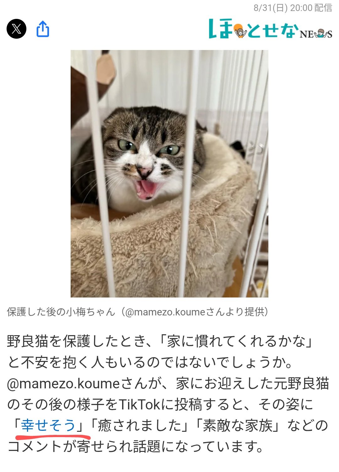 メルカリで24時間以内に売れなければ300円❗️「七転八起ニャンコ」 メルカリで24時間以内に売れなければ300円❗️「七転八起