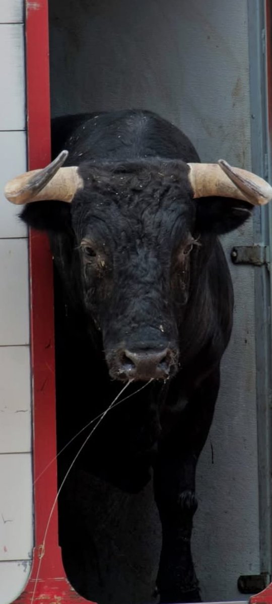 <a href="/zunigatoros/">Carlos Zúñiga</a> <a href="/AytoColmenar/">Ayuntamiento Colmenar Viejo</a> <a href="/taurinos/">Circuitos Taurinos Info</a> Algo que decir?

🪚🪚🪚🪚
STOP AFEITADO