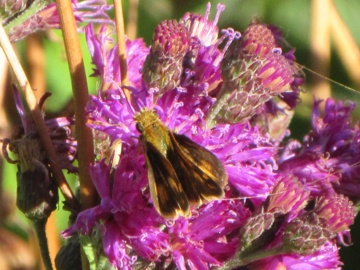 violin4all's tweet image. Beautiful Native Flowers are Food for them. 
#pollinators #nomowmay 
#insectscannotliveongrass
 #biodiversity