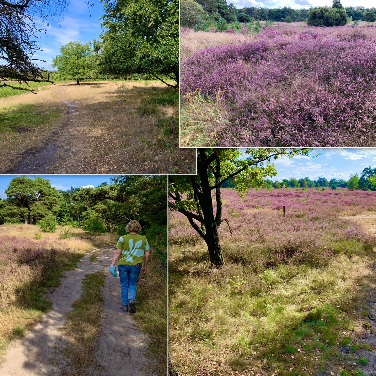 Vanmiddag onder een stralend zonnetje een kleine 10 km gelopen rondom de Friezenberg. Waren we een tijdje niet geweest, heide stond nog net in bloei. Mooi gebied ook voor “een Truusje”; zoals wij de wandelingen van <a href="/TruusWijnen/">Truus Wijnen</a> noemen😉. <a href="/BekiekTwente/">Bekiek Twente</a> <a href="/FrisiaCoast/">Frisia Coast Trail 🥾</a> <a href="/AnnySpoolder/">Anny Spoolder🌻🍃</a>
