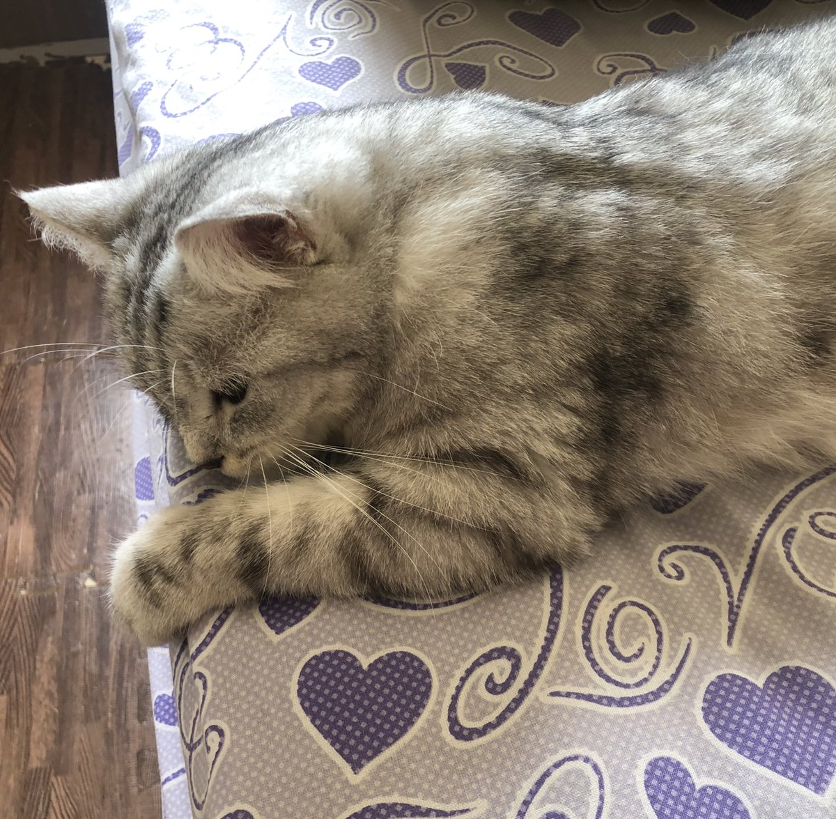 Druberry6's tweet photo. She just a baby <3 https://t.co/wp0BigEYl8