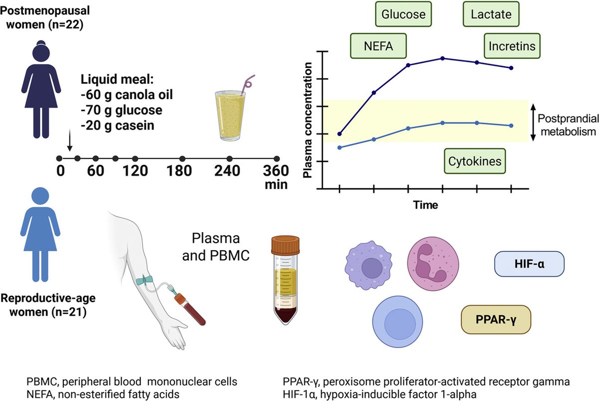 Circulating inflammatory markers linked to dysregulated postprandial metabolism in postmenopausal women doi.org/10.1016/j.jnut… #inflammation #metabolism #menopause #chronicdisease <a href="/CMDonadoPestana/">Carlos Donado Pestana</a>