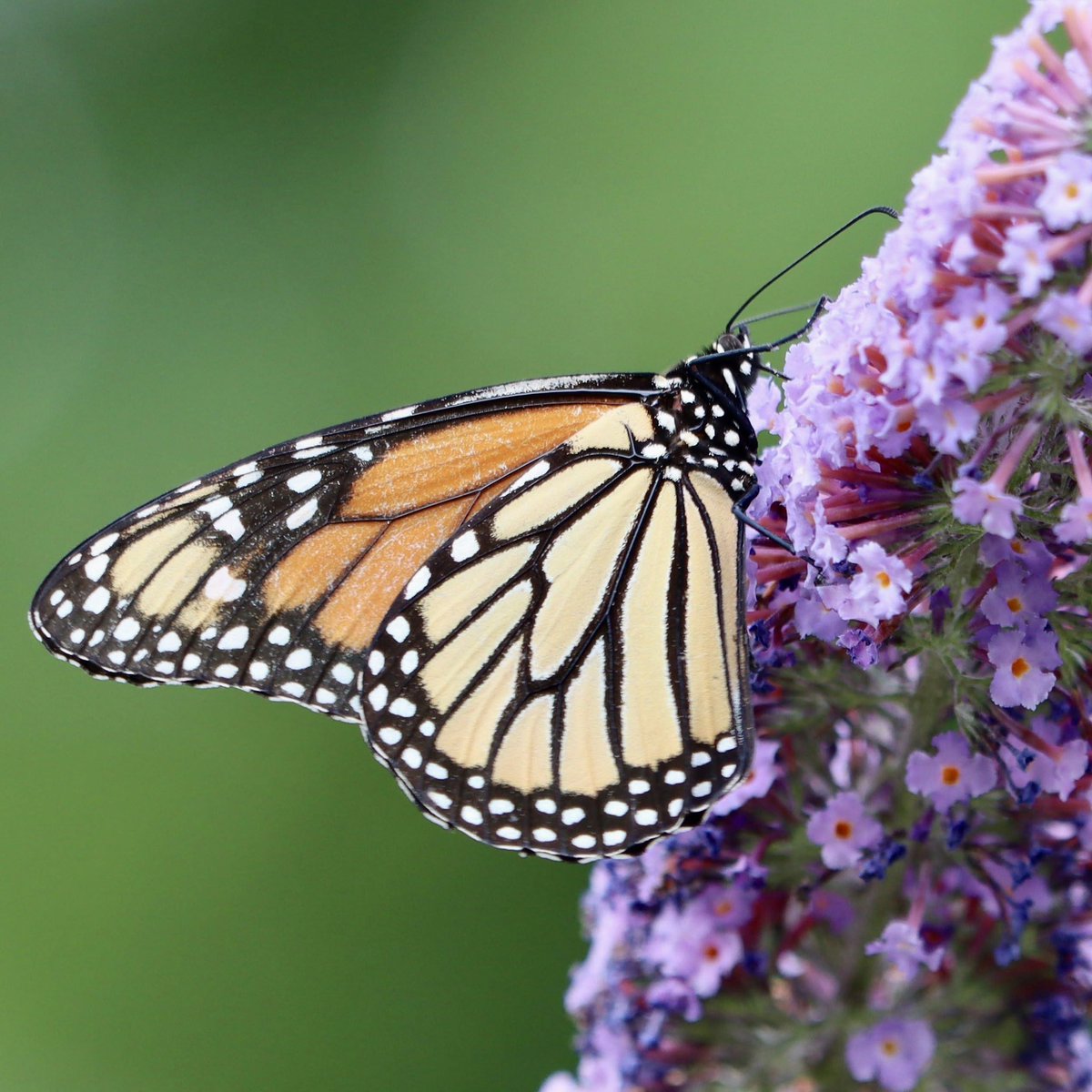 Lisa Nature Photo tweet media