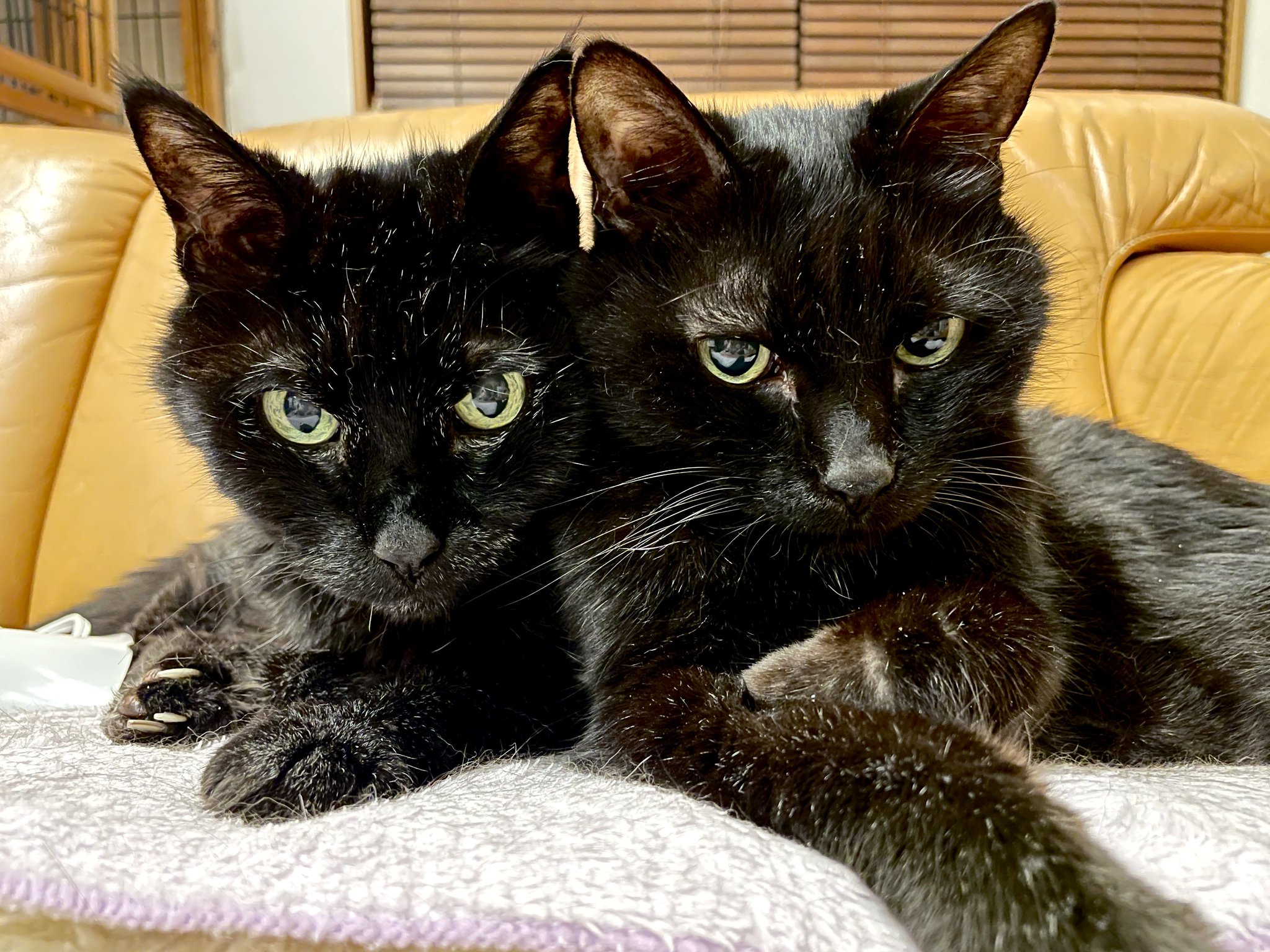 黒猫様 楽天市場】ケーセン 本物志向の猫ぬいぐるみ 猫「Mauz」40cm