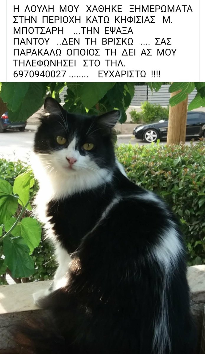 🆘️🆘️🆘️
Χάθηκε η Λουλη στην περιοχή Κάτω Κηφισιάς Μάρκου Μπότσαρη 
Όποιος την εντοπίσει ας ειδοποιήσει τον κηδεμόνα της την ψάχνει με αγωνία 
Rt 🙏 🙏 🙏