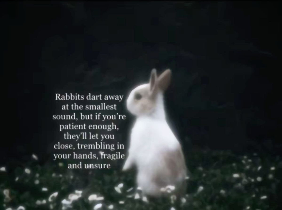 Bunnies (@bunnies) on Twitter photo 