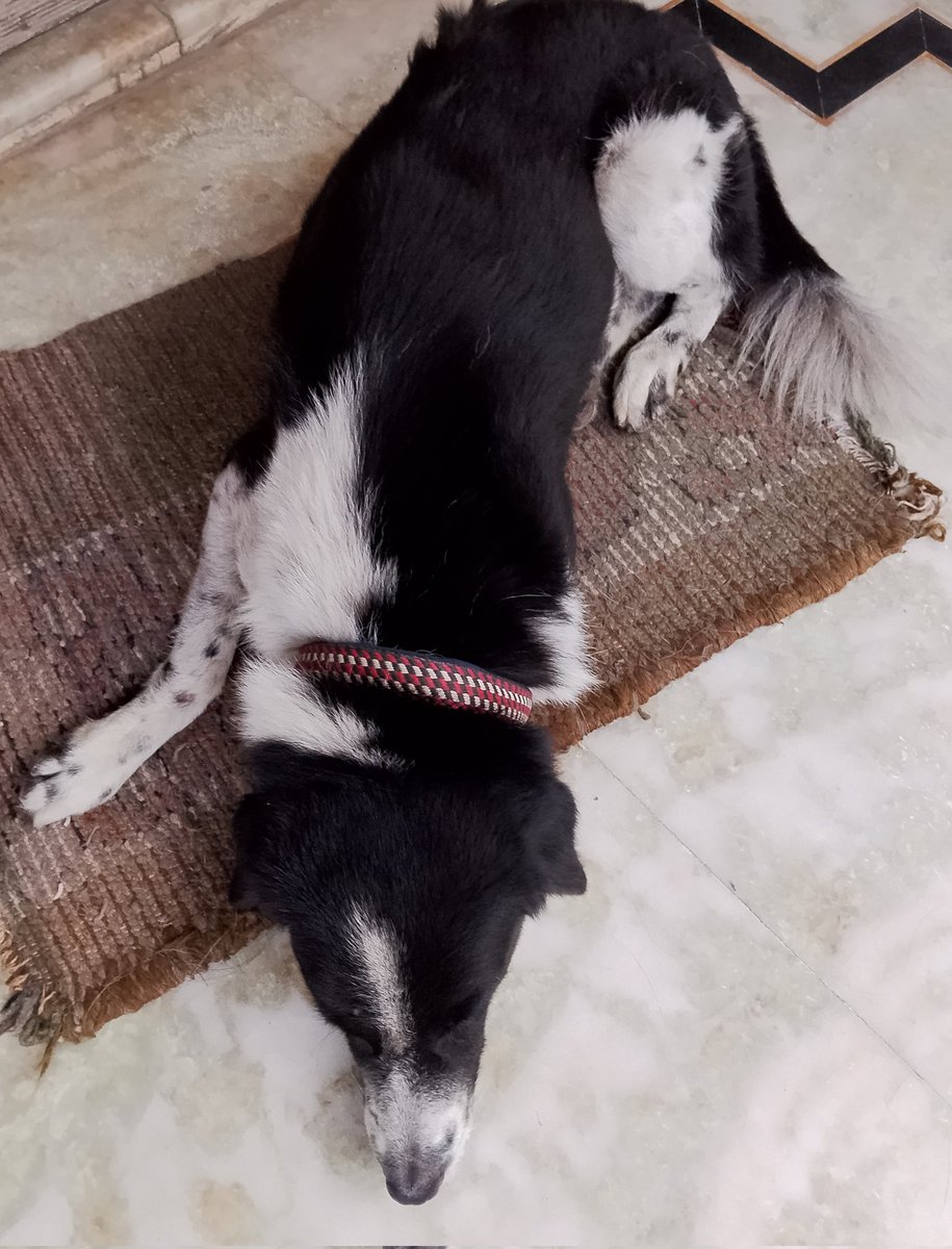 poojambagh's tweet photo. Awara nhi humara hai
#SaveIndianDogs
#nodognovote 
#NoMore50 https://t.co/bkngGlmeUw