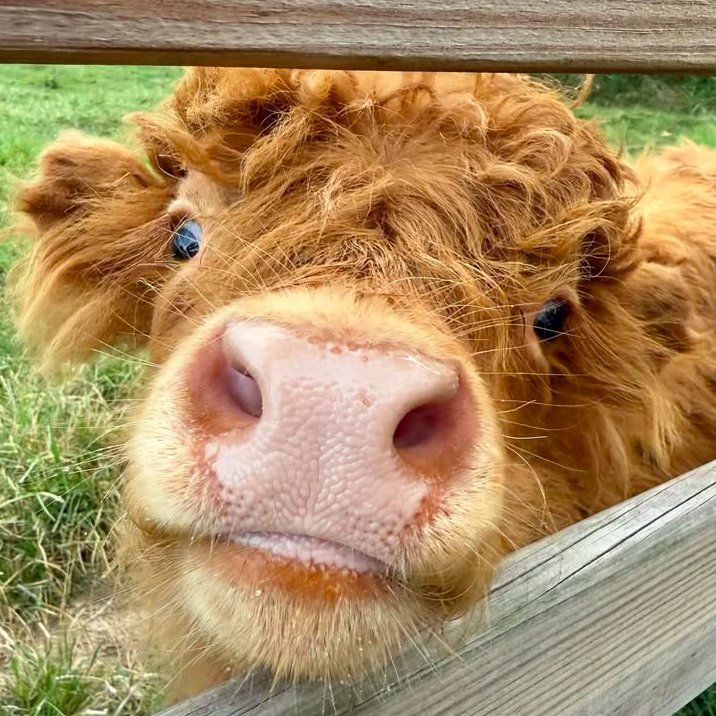 📅 4th September 2025
🏷️ Instagram/milcreekfarms.tn
💕 #animaloftheday