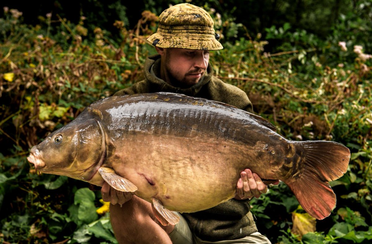 Redoing the rods early, and at first light before the bird life became a problem proved to be a good move for Tom Pordage - generating a daytime bite and this 47lb
8oz mirror on the mat! A feed of ISO Fish boilies too much for this Club Lake carp to resist! Good work, Tom. 👊🏻👏