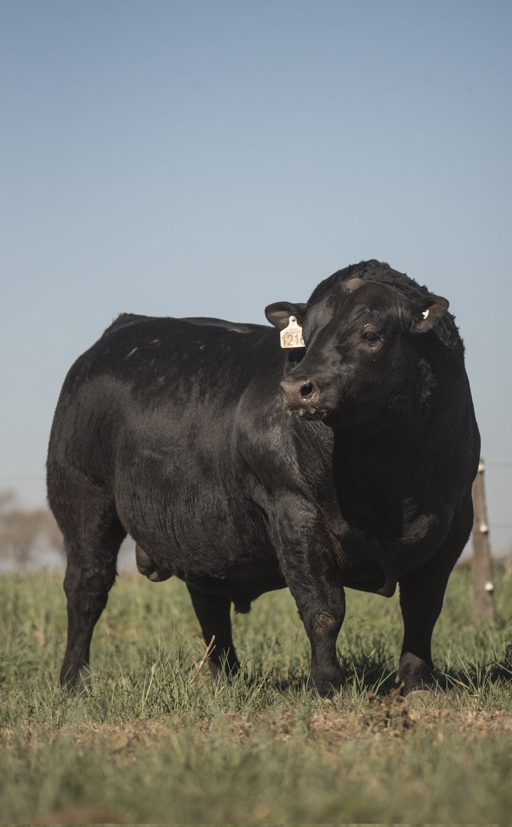 Angus PP de Cabaña LA MARGARITA 
Rancul (La Pampa)