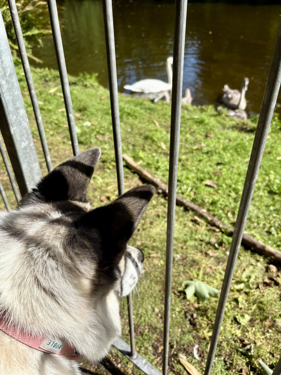 elainefitzp's tweet photo. A wee Ayrshire explore for Beaux 🐶🥰🌞 https://t.co/WLUKxdoRCt