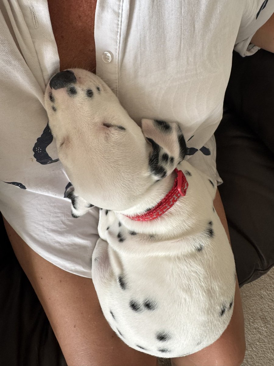 SophiePrestonHa's tweet image. Welcome to the family, Marshall! 🐾💙 Karen picked up her gorgeous new Dalmatian puppy yesterday, and he’s already stealing hearts (and snoozing in style 😍).

Something tells me this little one is going to be very loved… 🐶✨
 #DalmatianLove #NewPuppy #MarshallTheDalmatian